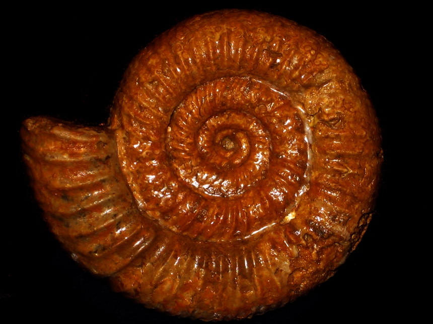 Orionoides lehmani ( Collignon, 1959 )