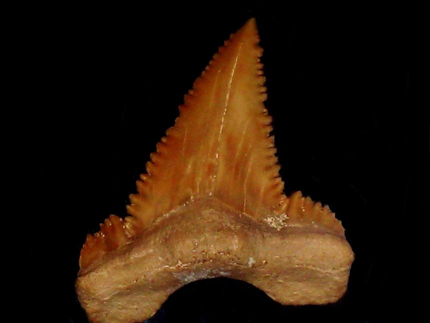 Palaeocarcharodon orientalis ( Sinzow, 1899 )