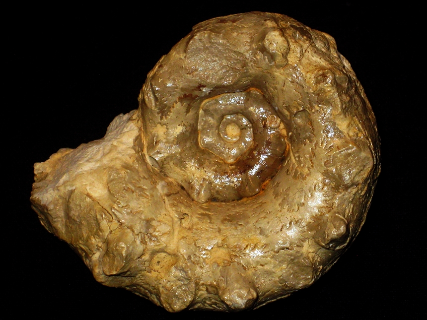 Paraspidoceras ( Struebinia ) gosheimensis ( Zeiss, 1962 )