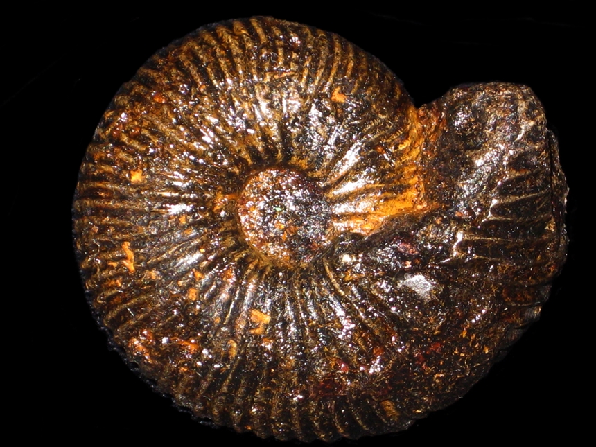 Paryphoceras badiense ( Spath, 1928 )