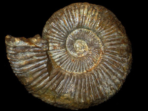 Perisphinctes ( Dichotomosphinctes ) antecedens ( Salfeld, 1914 )
