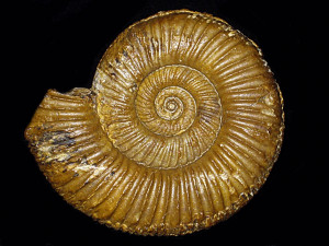 Perisphinctes ( Dichotomosphinctes ) crotalinus ( Siemiradzki, 1891 )