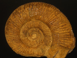 Perisphinctes ( Dichotomosphinctes ) wartae ( Bukowski, 1887 )