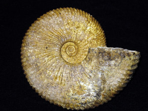 Prograyiceras furoni ( Collignon, 1959 )