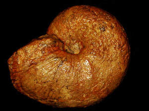 Proscaphites anar ( Oppel, 1863 )