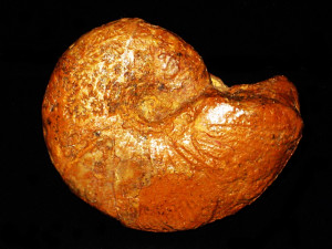 Proscaphites anar ( Oppel, 1863 )