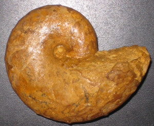 Ptychophylloceras saintoursi ( Collignon )