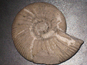 Ringsteadia salfeldi ( P. Dorn, 1925 )