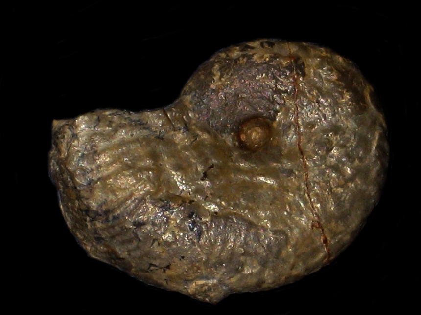 Scaphitodites scaphitoides ( Coquand, 1853 )