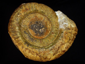 Sequeirosia ( Sequeirosia ) brochwiczi ( Sequeiros, 1977 )