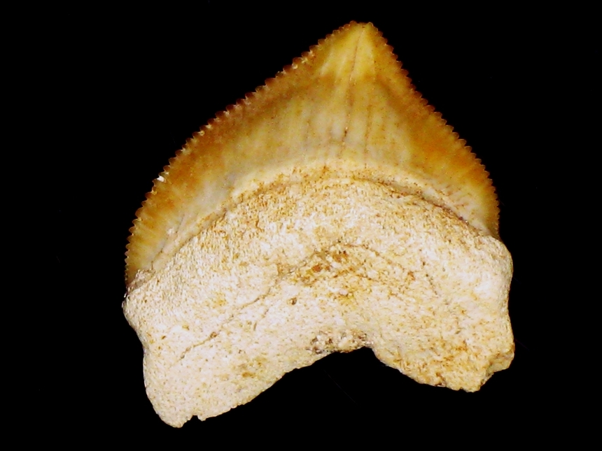 Squalicorax pristodontus ( Agassiz, 1843 )