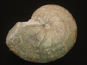 Streblites ( Strebliticeras ) externnodosus ( P. Dorn, 1931 )