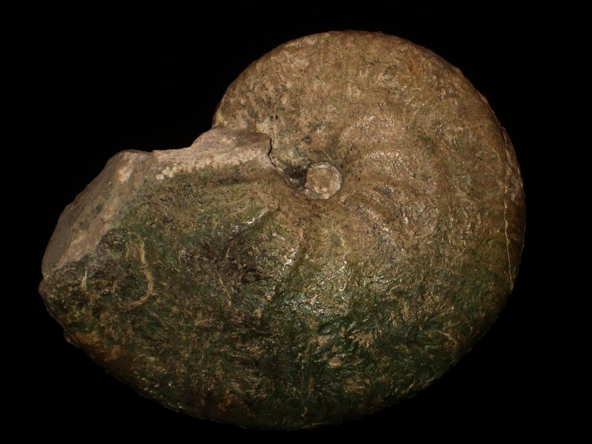 Streblites ( Strebliticeras ) externnodosus ( Dorn, 1931 )