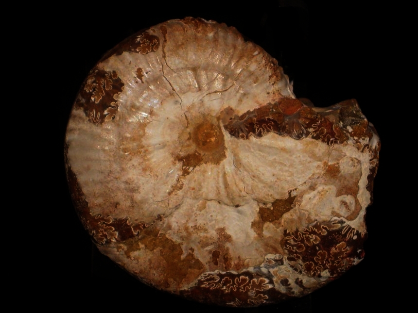 Streblites ( Strebliticeras ) externnodosus ( Dorn, 1931 )