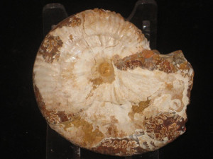 Streblites ( Strebliticeras ) hölderli ( Collignon )