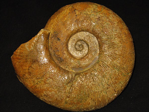 Subdiscosphinctes ( Aureimontanites ) borealis ( Malinowska, 1972 )