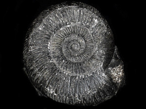 Sulaites sularus ( Boehm, 1907 )