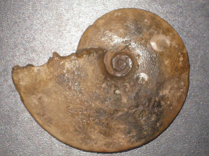 Trimarginites trimarginatus ( Oppel, 1857 )