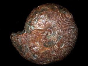 Agathiceras sundaicum ( Haniel, 1915 )