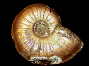 Amaltheus reticularis ( Simpson, 1843 )