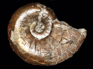 Amauroceras ferrugineum ( Simpson, 1855 )