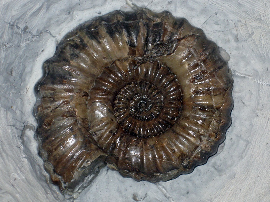 Androgynoceras ( Oistoceras ) figulinum ( Simpson, 1855 )