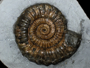 Androgynoceras ( Oistoceras ) figulinum ( Simpson, 1855 )