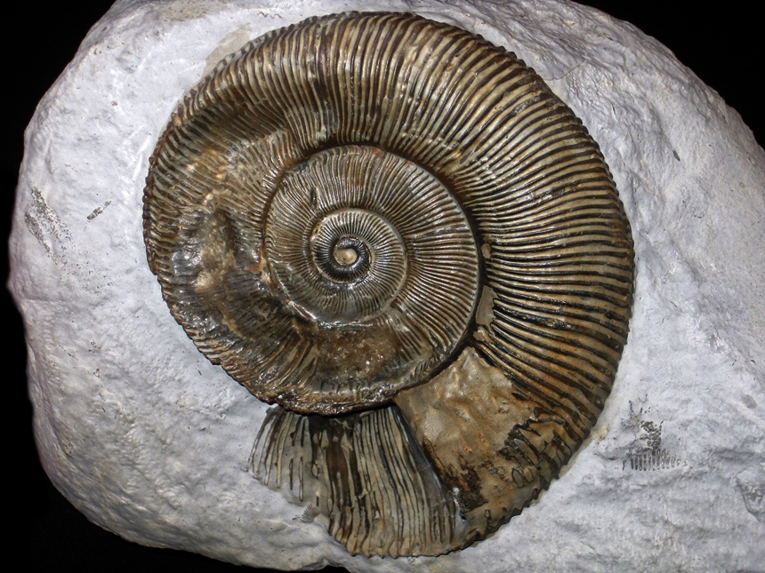 Dayiceras polymorphoides ( Spath, 1920 )