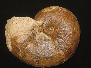 Liparoceras ( Becheiceras ) bechei ( Sowerby, 1821 )