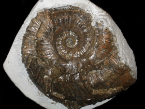 Liparoceras ( Liparoceras ) divaricosta ( Trueman, 1919 )