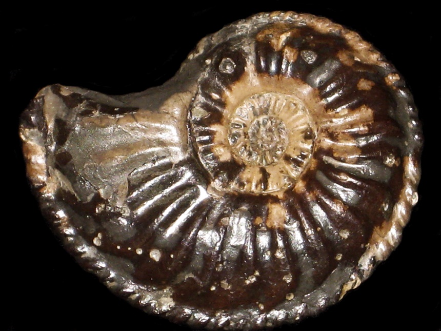 Pleuroceras salebrosum ( Hyatt, 1867 )