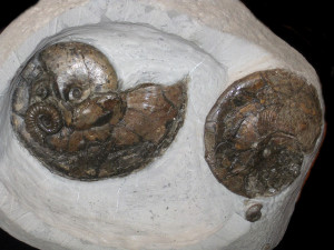 Tragophylloceras loscombi ( Sowerby, 1817 )