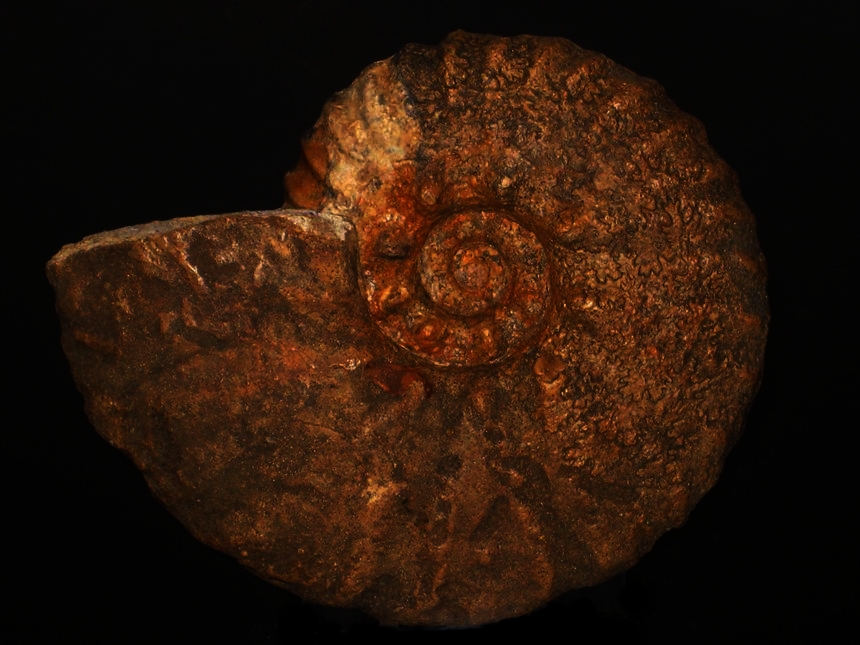 Muniericeras complanatum ( Collignon, 1966 )