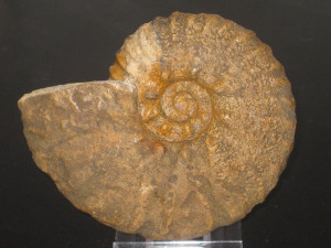 Muniericeras complanatum ( Collignon, 1966 )