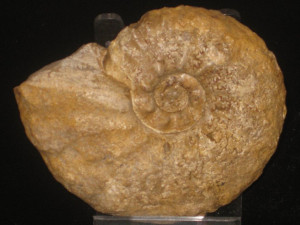 Muniericeras lapperanti ( de Grossouvre, 1894 )