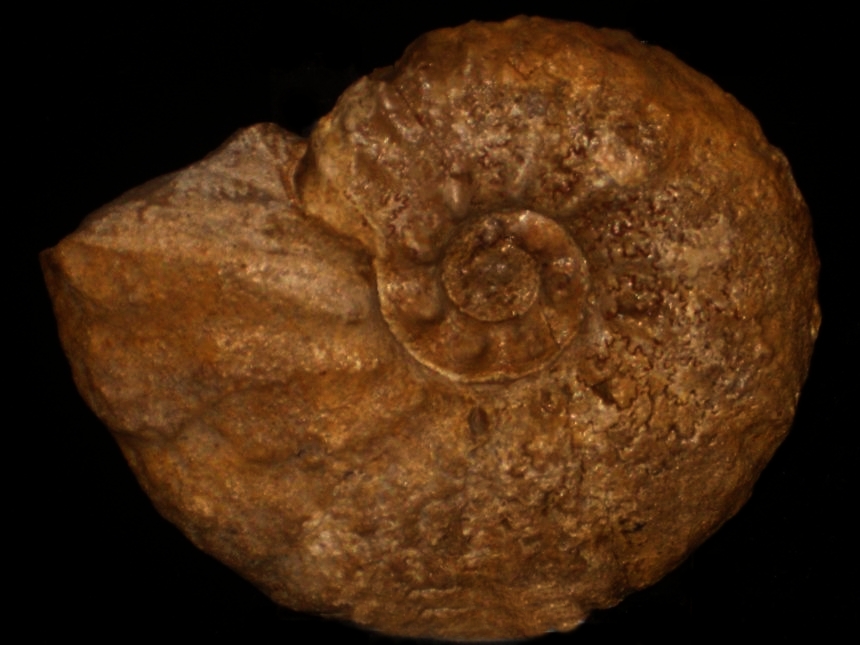 Muniericeras lapperanti ( de Grossouvre, 1894 )