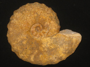 Muniericeras latecostatum ( Collignon, 1966 )