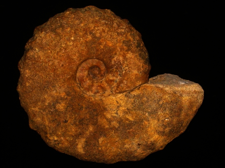 Muniericeras latecostatum ( Collignon, 1966 )