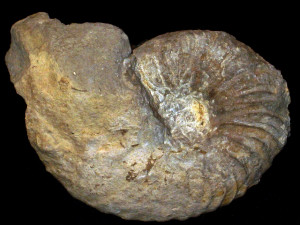 Nowakites savini ( de Grossouvre, 1894 )