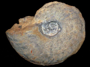Pseudoschoenbachia ( Pseudoschloenbachia ) inconstans ( de Grossouvre, 1894 )