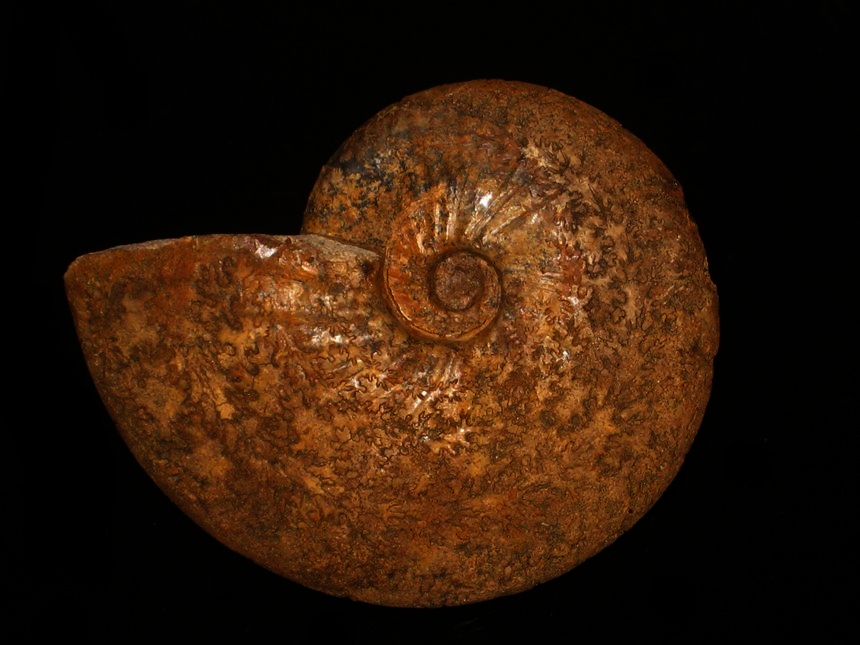 Pseudoschloenbachia ( Pseudoschloenbachia ) praeumbulazi ( Collignon, 1966 )