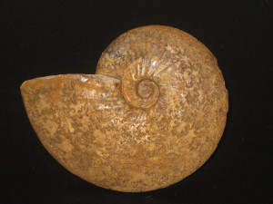 Pseudoschloenbachia ( Pseudoschloenbachia ) praeumbulazi ( Collignon )