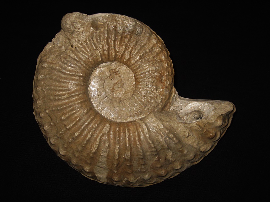Texanites ( Plesiotexanites ) shiloensis ( Young, 1963 )