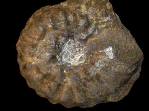 Texasia rivierae var. fortecostulaticum ( Collignon, 1983 )