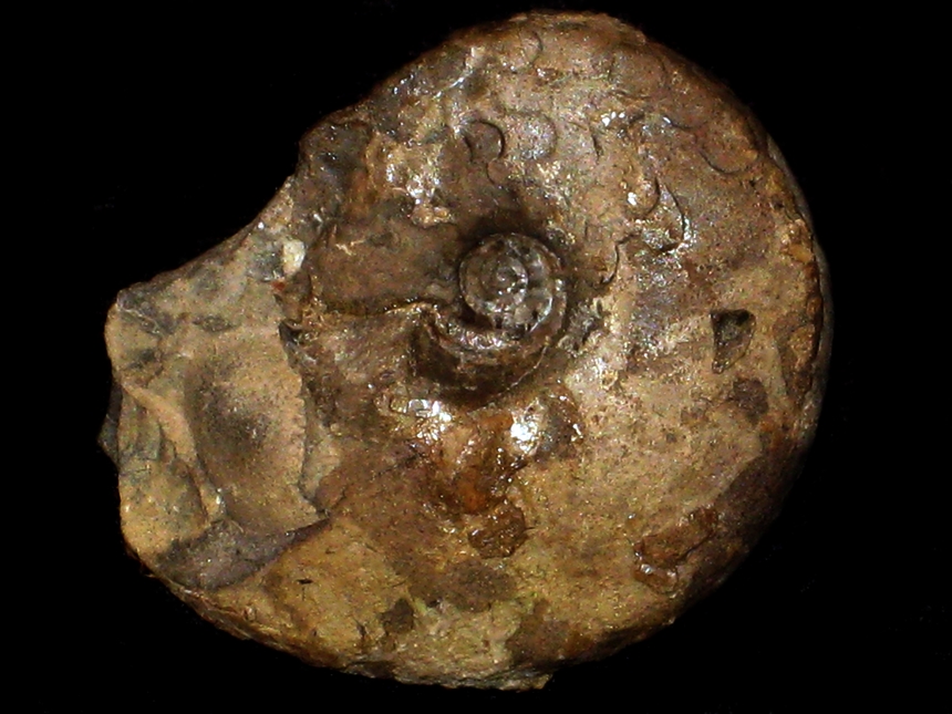 Arctoprionites nodosus ( Frebold, 1930 ) | Ammoniten.org