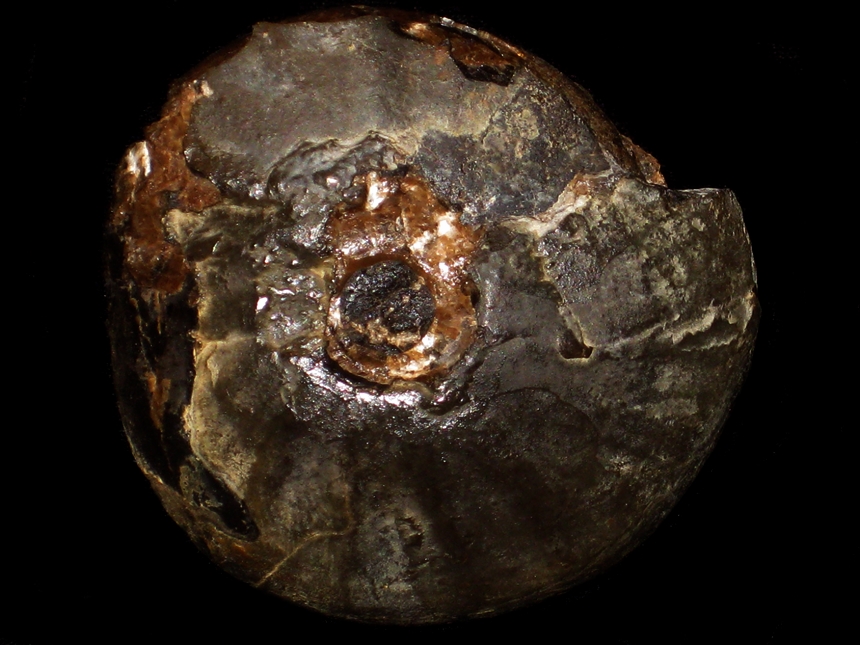 Aristoptychites trochleaeformis ( Lindström, 1865 ) | Ammoniten.org