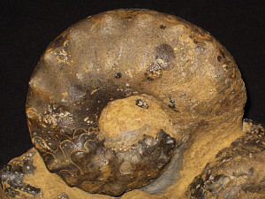 Ceratites posseckeri ( Rothe, 1937 )