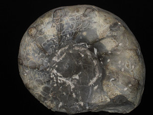 Ceratites spinosus ( Philippi, 1901 )