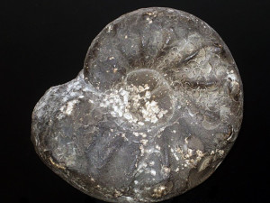 Ceratites spinosus spinosus ( Philippi, 1901 )
