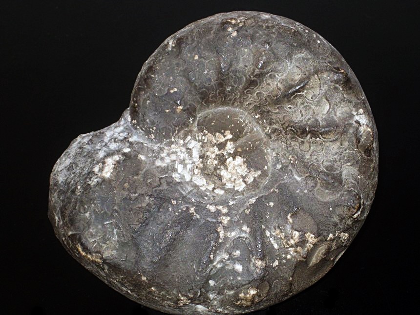 Ceratites spinosus spinosus ( Philippi, 1901 ) | Ammoniten.org